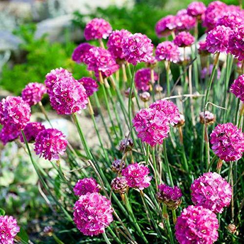 Outsidepride Perennial Armeria Maritima Ground Cover Plant Seed for Full Sun - 2000 Seeds