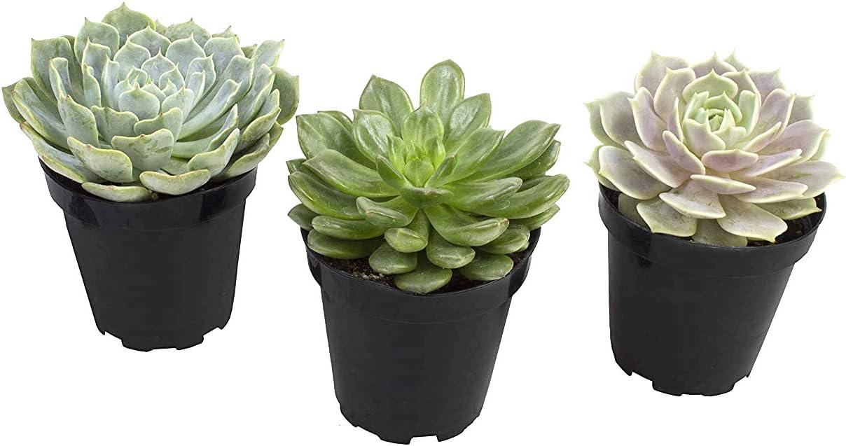 Altman Plants Live Succulent Plants 3-Pack, Echeveria Succulents Plants - Full Sun - 3.5-Inch Pots