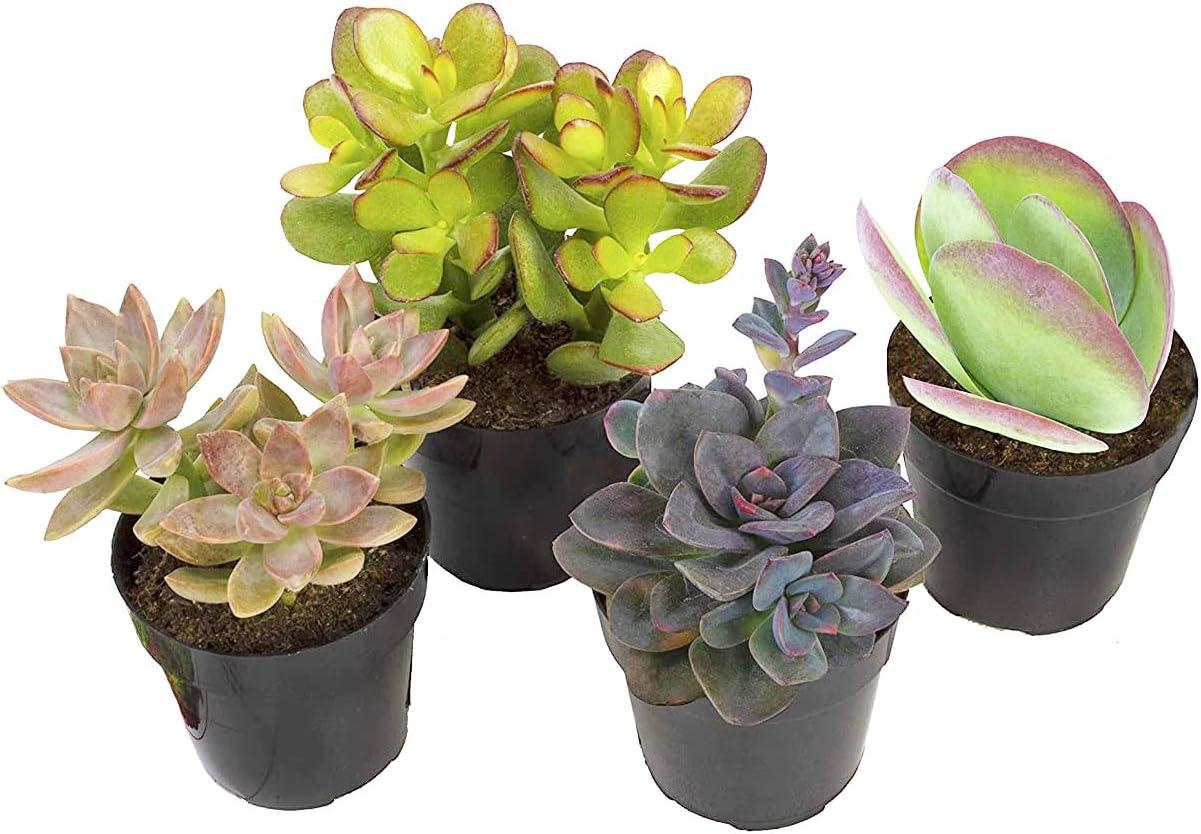 Desert Fire Assorted Succulent 4-Pack in Black Pots