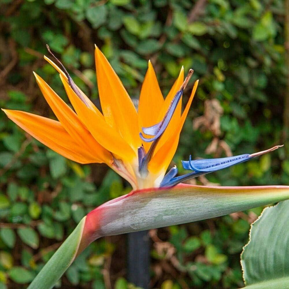 Tropical Orange Bird of Paradise Plants in Loam Soil