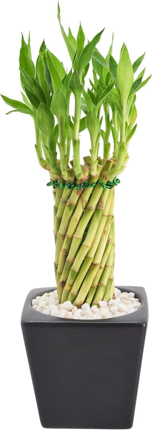 Arcadia Garden Products Carolina Live Bamboo Plant in Ceramic Planter