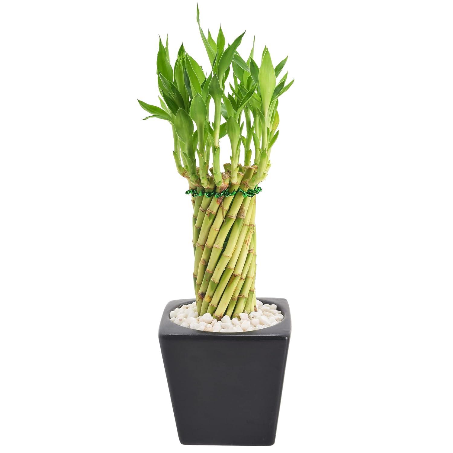 Arcadia Garden Products Arcadia Garden Products Carolina Live Bamboo Plant in Ceramic Planter