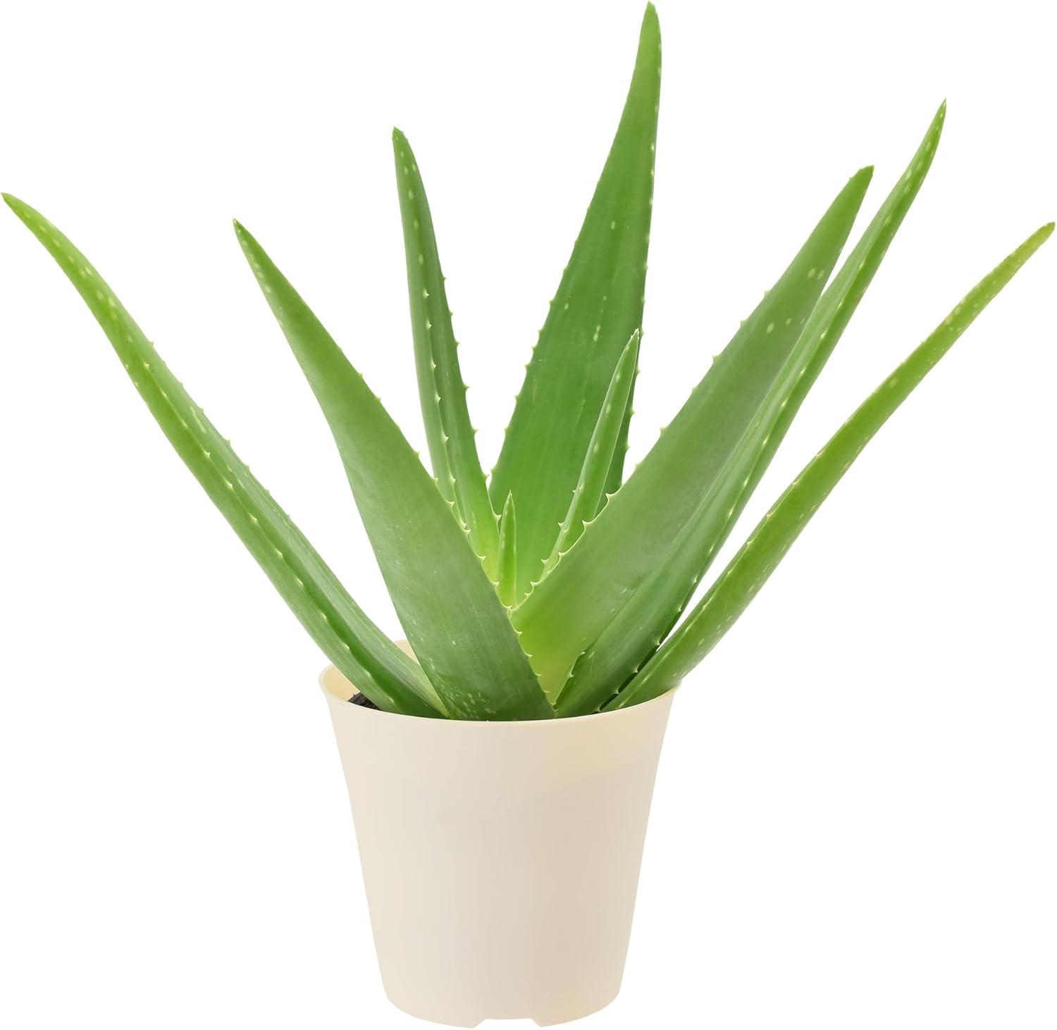 Large Aloe Vera Plant in Beige Plastic Pot, 4 Inches