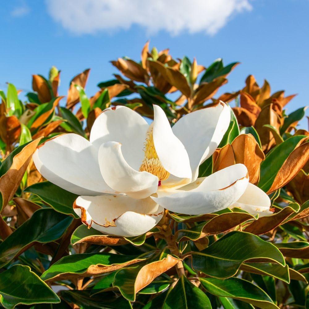 D.D. Blanchard Southern Magnolia Tree in Black Container