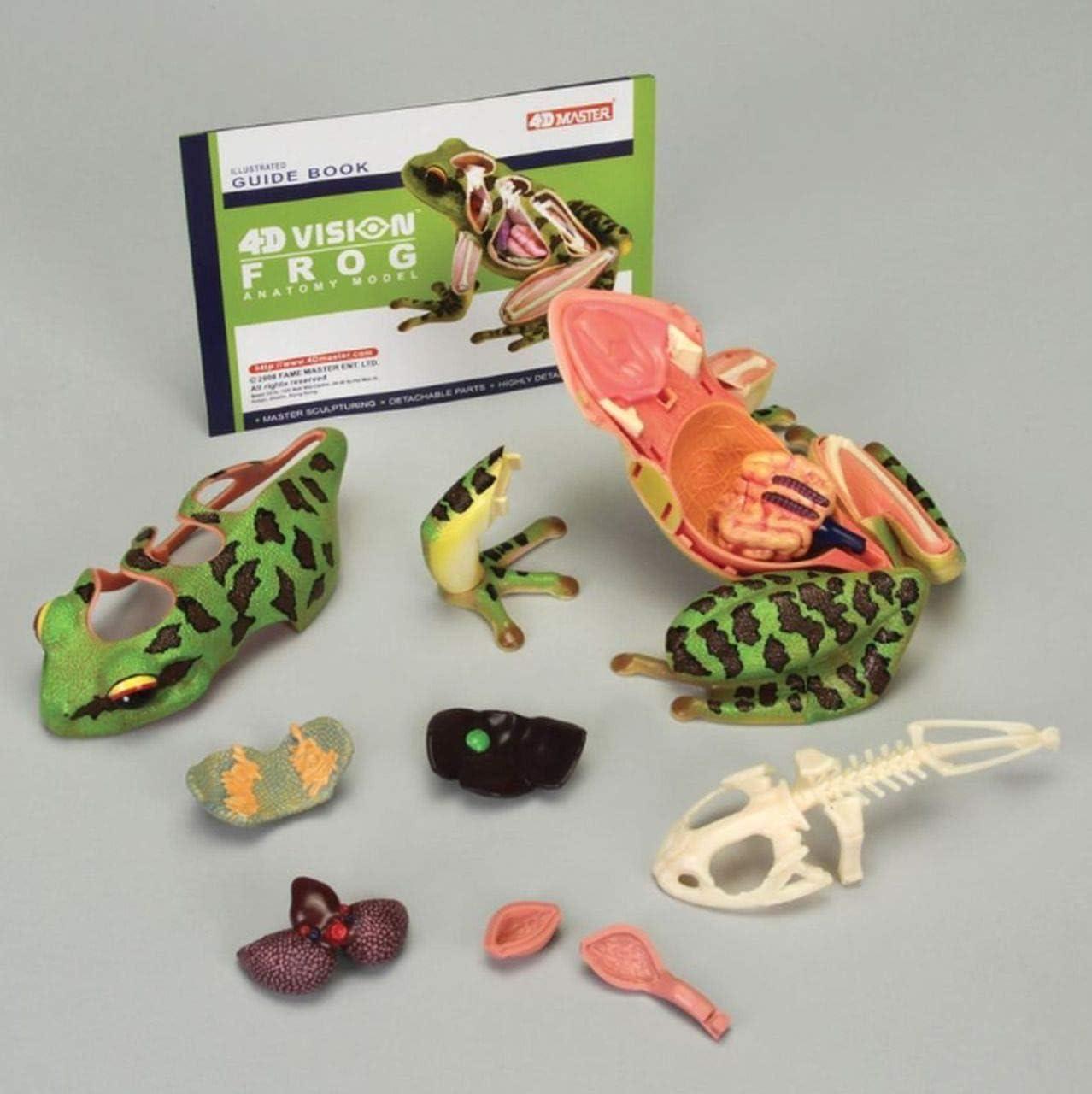 4D Vision Frog Highly Detailed Science Model Kit