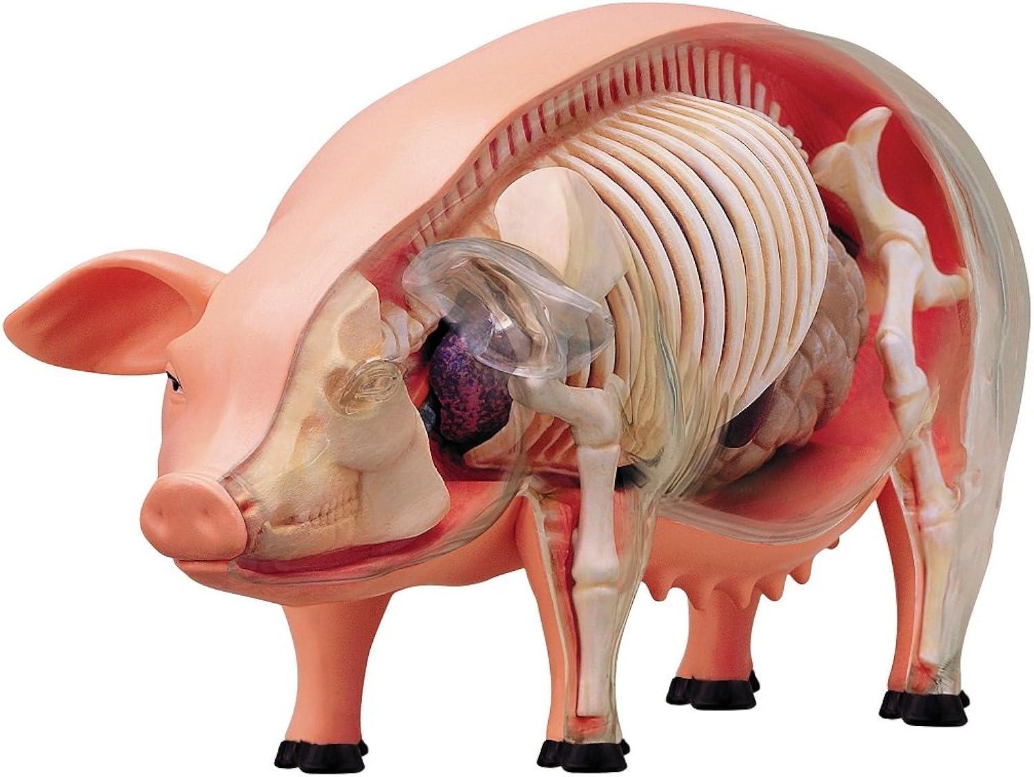 4D Pig Anatomy Model with Detachable Organs