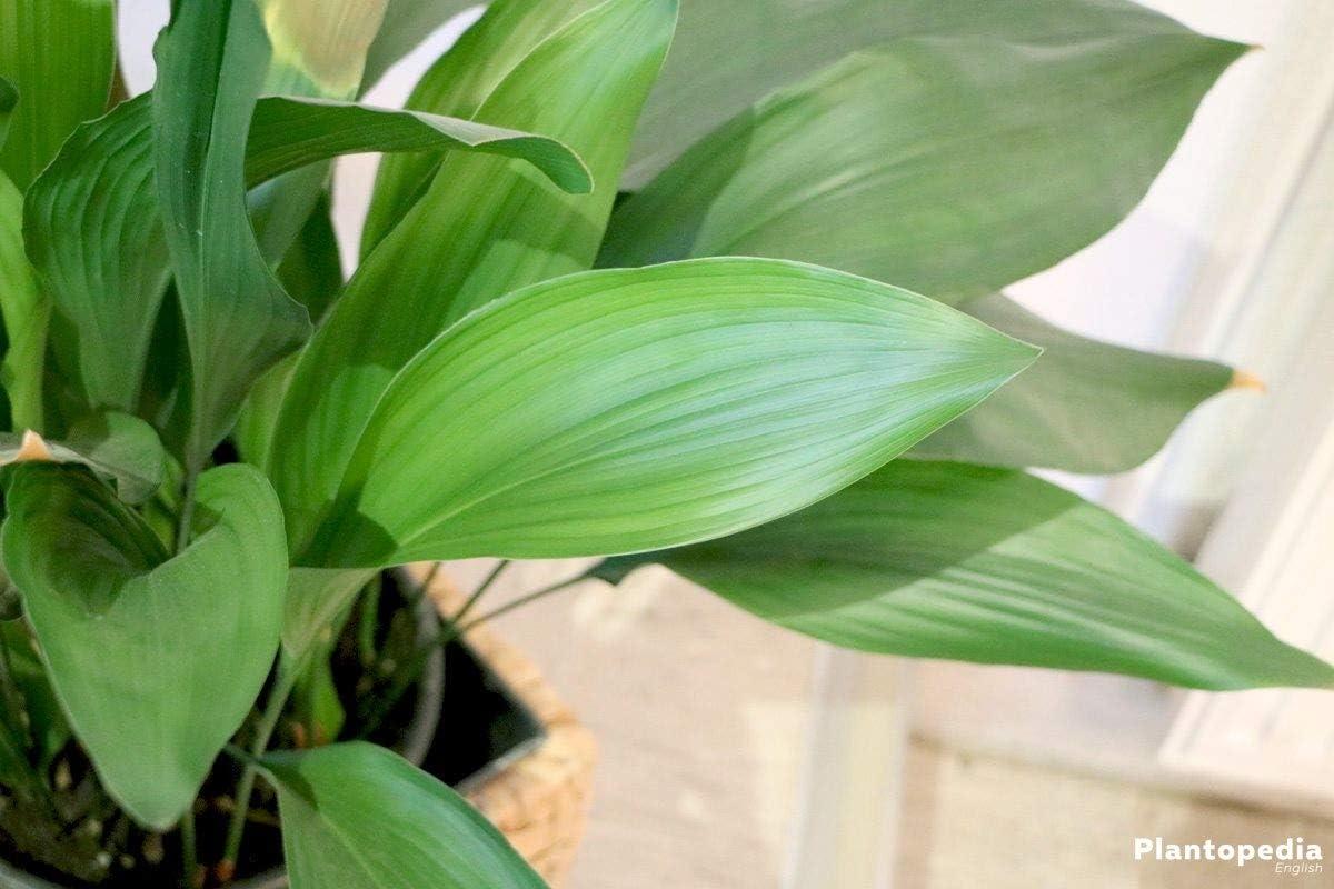 Aspidistra Elatior Cast Iron Plant in 6-Inch Pot