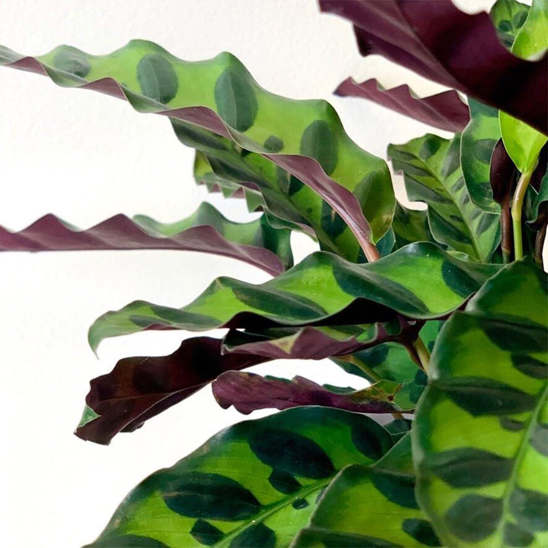 American Plant Exchange Rattlesnake Calathea Lancifolia Prayer Plant, Live Tropical Plant, Air-Purifying Houseplant