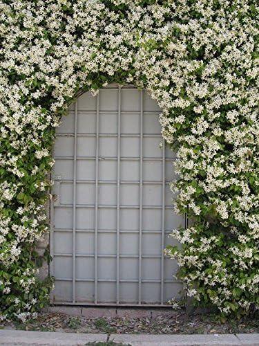 Star Jasmine 10 Live Plants Evergreen Vine