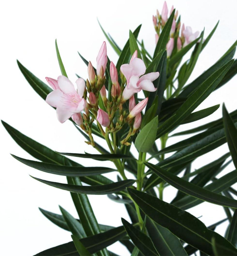 American Plant Exchange Landscape Plants Live Flowering Petite Pink Dwarf Oleander Bush, 10-Inch Pot