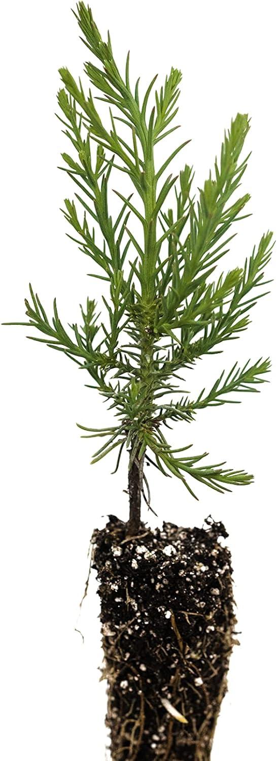 Giant Sequoia | Small Tree Seedling | The Jonsteen Company