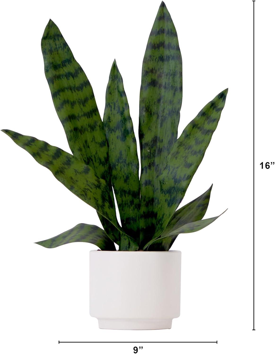 HomeStock 16In. Artificial Rustic Recluse Snake Plant With Decorative Planter