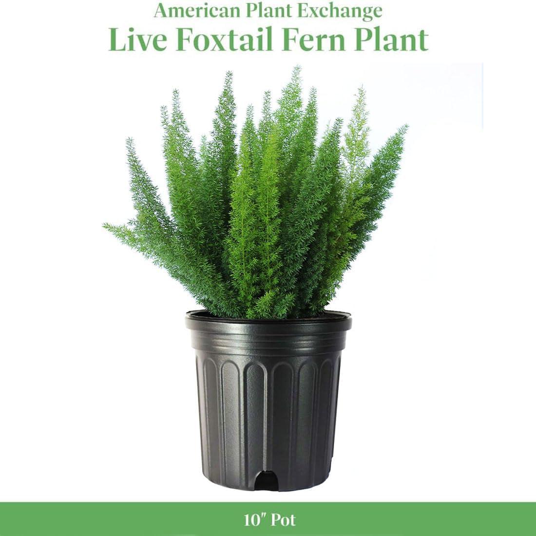 Large Green Foxtail Fern in Black Pot for Indoor and Outdoor Decor