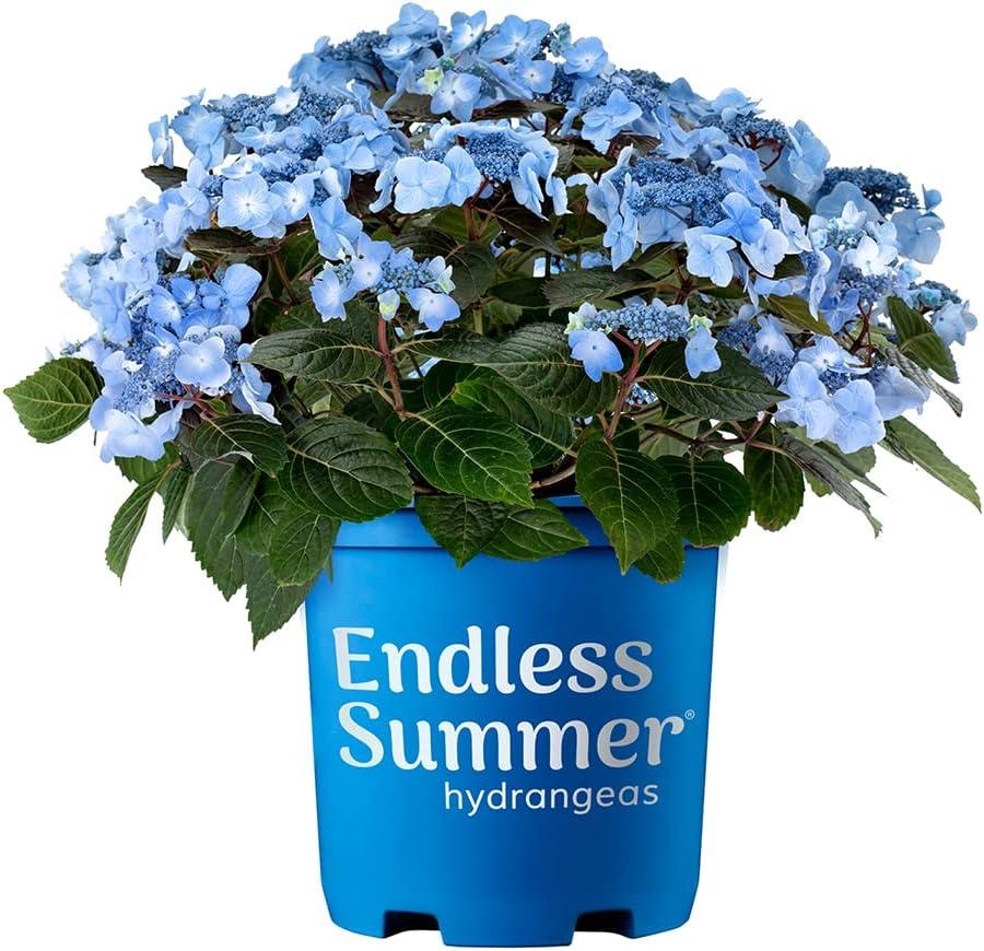 Compact Endless Summer Hydrangea 'Pop Star' - 2 Gallon Blue Lacecap