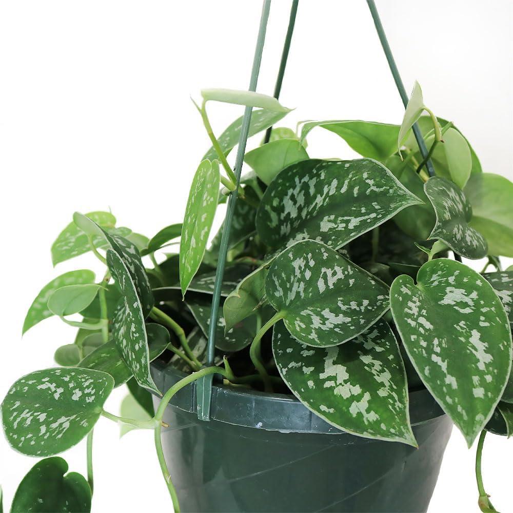 American Plant Exchange Silver Satin Pothos Hanging Basket, 8-Inch Pot, Exotic Live Plant, Vining Houseplant Perfect to Hang on Any Hook!