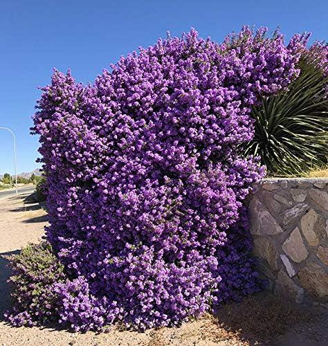 Texas Sage Outdoor Flowering Shrub with Silver Foliage