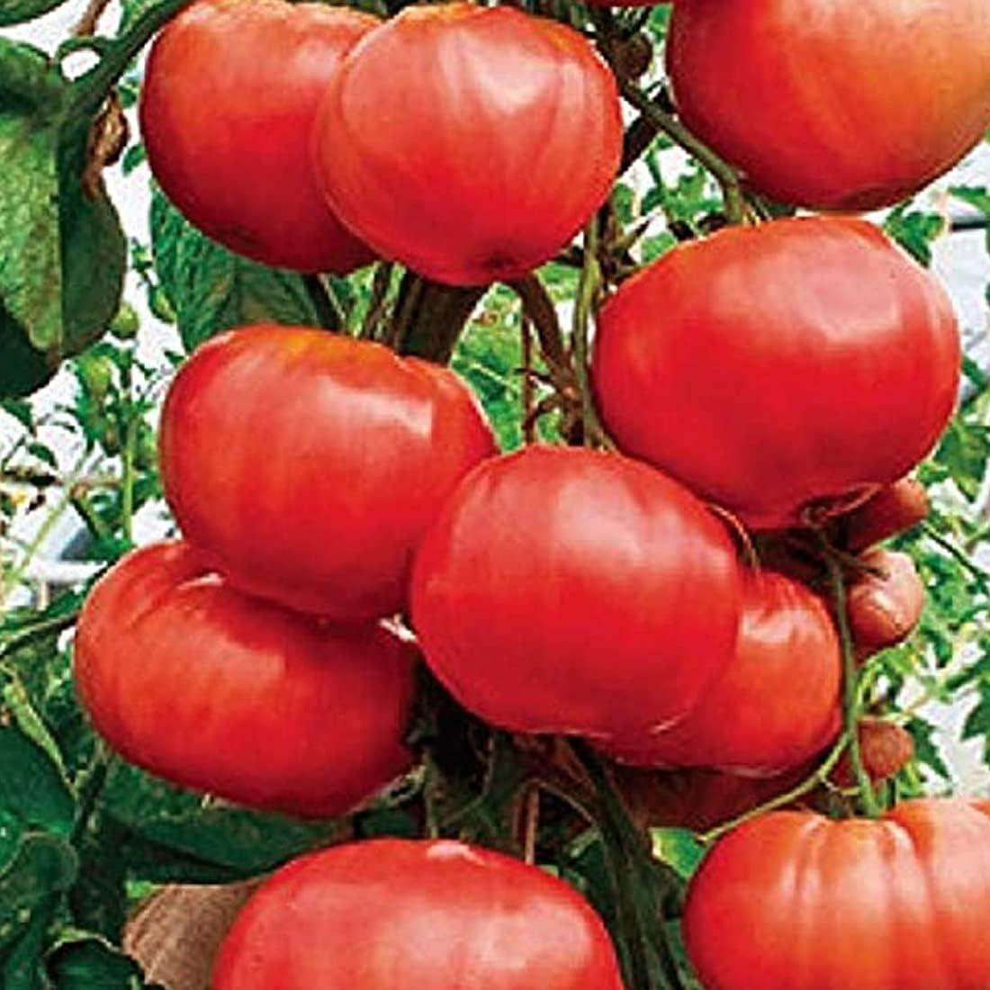 Gardener's Choice Tomate de Árbol Gigante Incluye 6 Macetas Presembradas