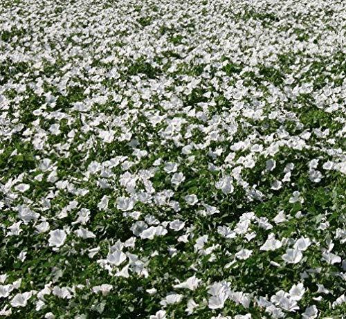 Dwarf White Rose Mallow Flower Seeds for Planting, 100+ Seeds Per Packet, (Isla's Garden Seeds), Non GMO & Heirloom Seeds, Botanical Name: Lavatera Trimestris, Great Home Garden Gift