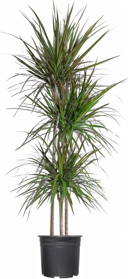 Extra Large Madagascar Dragon Tree in Black Pot