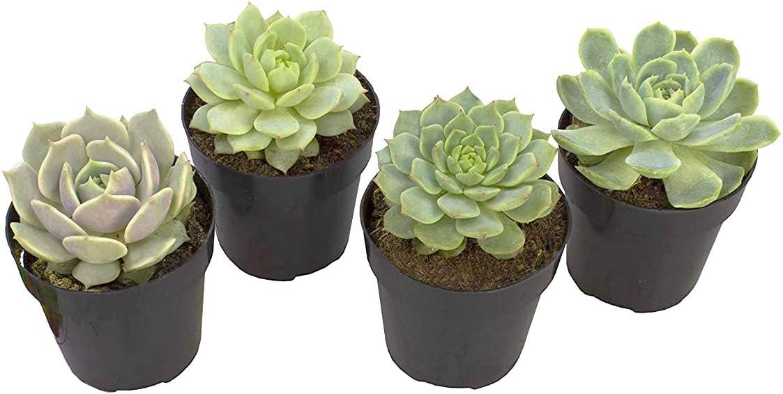 Echeveria Succulent 4-Pack in Black Pots