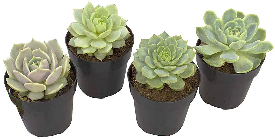 Altman Plants Live Succulent Plants 4-Pack, Echeveria Succulents Plants - Full Sun - 2.5-Inch Pots