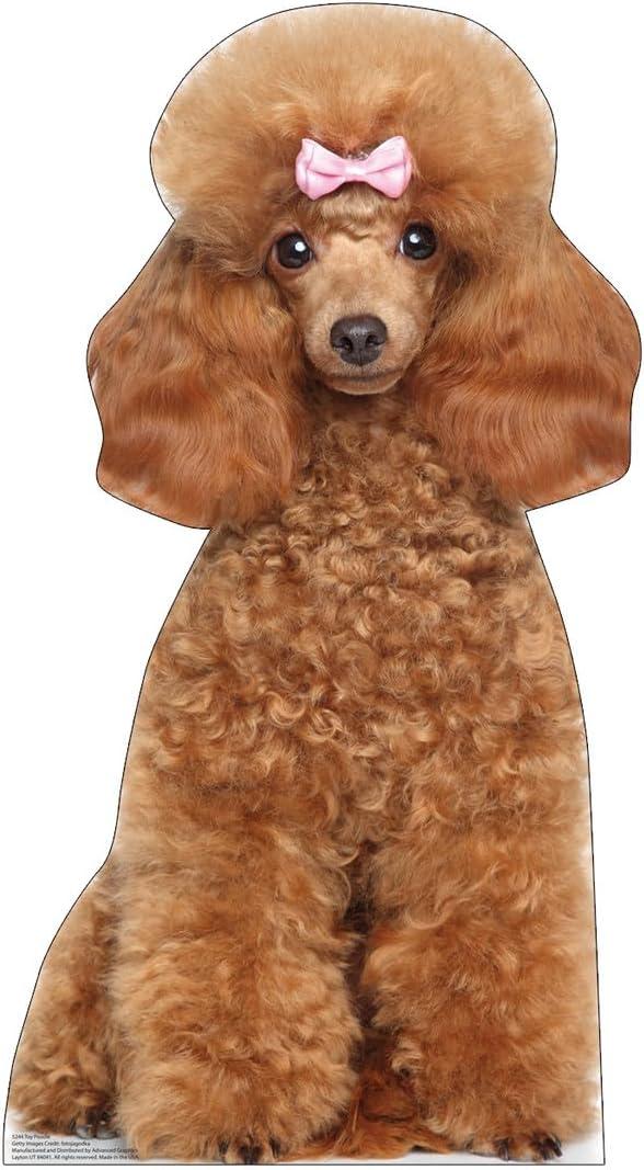 34 x 18 in. Toy Poodle Life-Size Cardboard Cutout