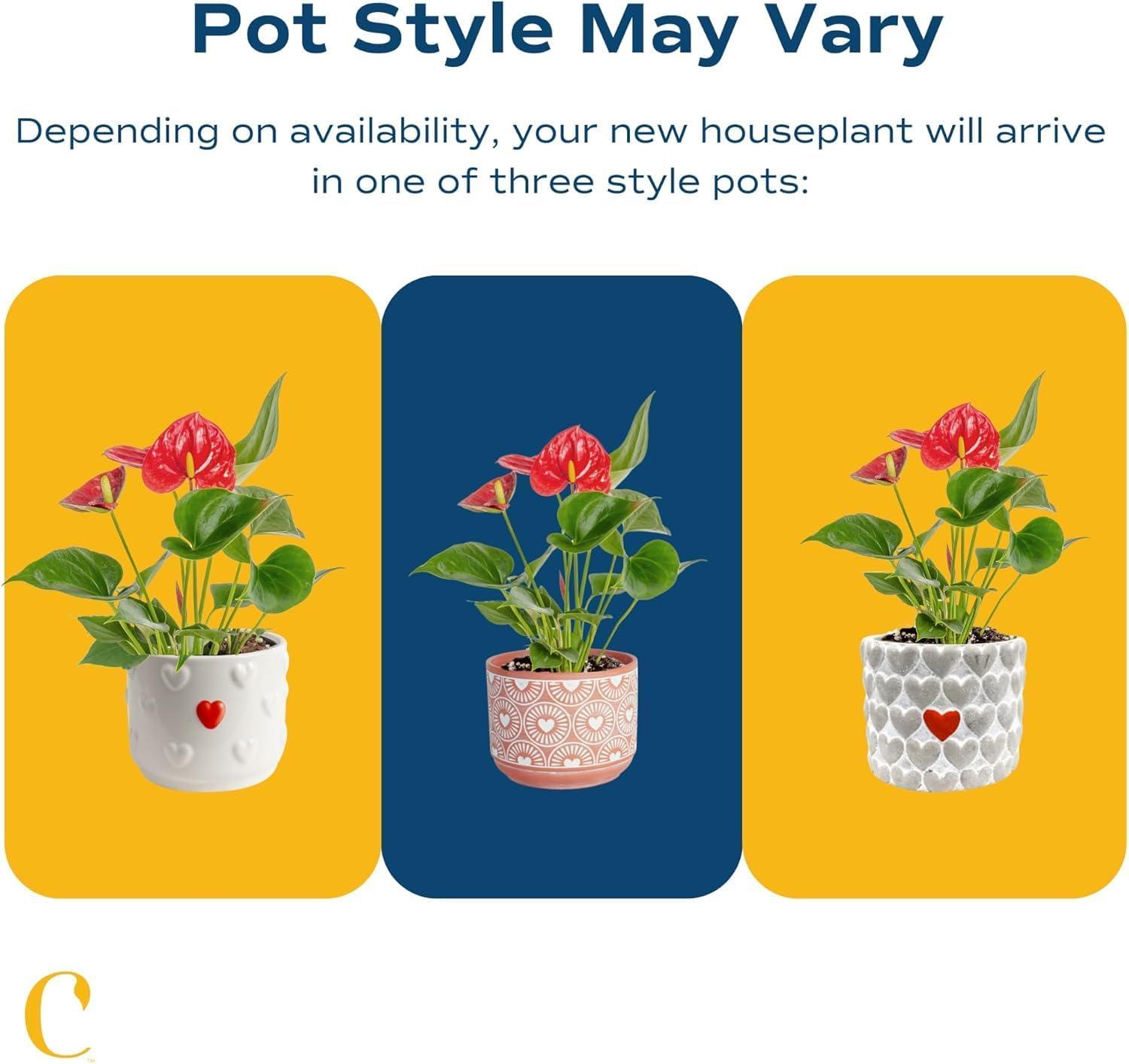 Indoor Houseplant With Blooming Flowers, Potted In Cute Indoors Plant Pot, Gift For Birthday, Anniversary, Housewarming, Home And Room Decor, 10-12 Inches Tall