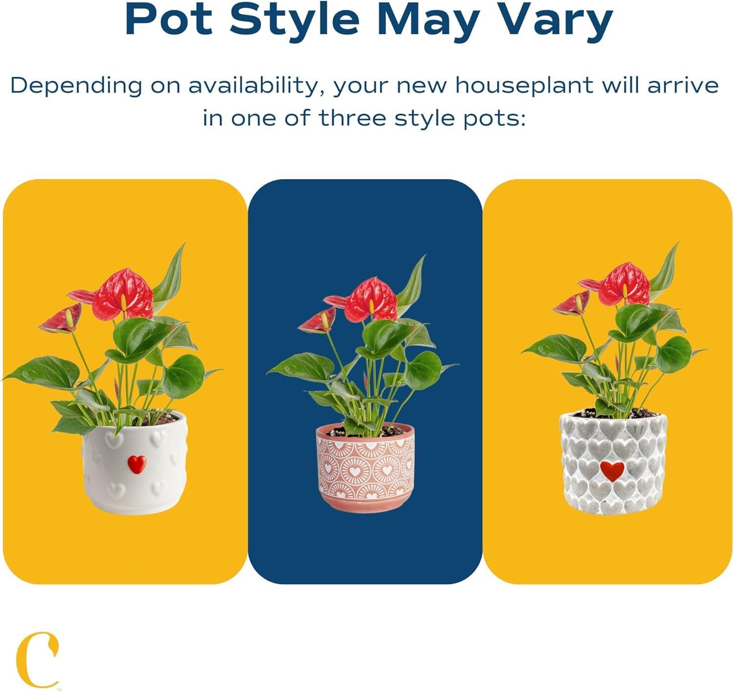 Indoor Houseplant With Blooming Flowers, Potted In Cute Indoors Plant Pot, Gift For Birthday, Anniversary, Housewarming, Home And Room Decor, 10-12 Inches Tall