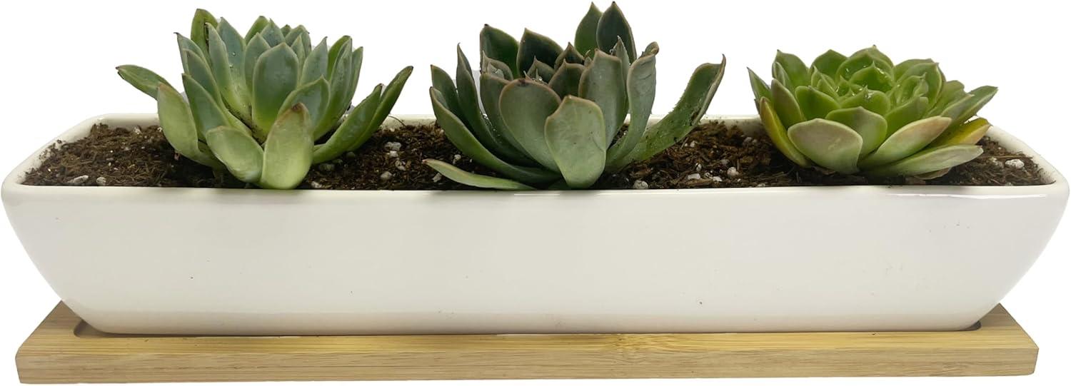 White Ceramic Rectangular Succulent Planter with Bamboo Saucer