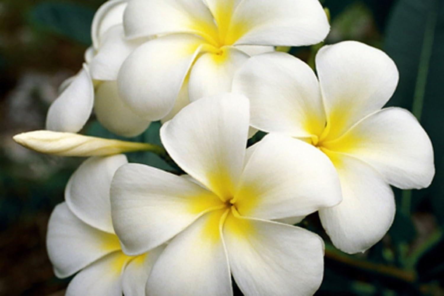 Hawaiian White Plumeria Plant Cutting ~ Grow Hawaii