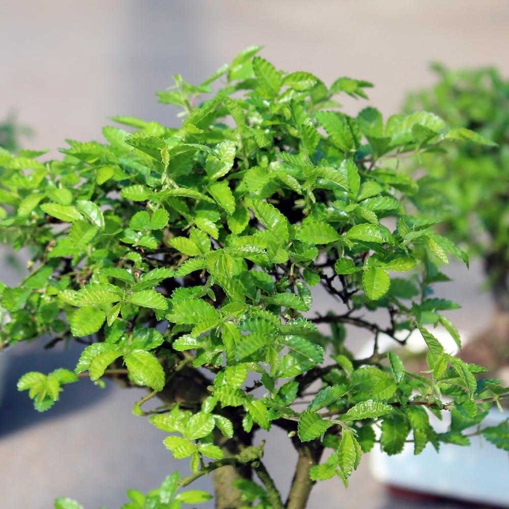 Brussel's Chinese Elm Bonsai - Small - (Outdoor)