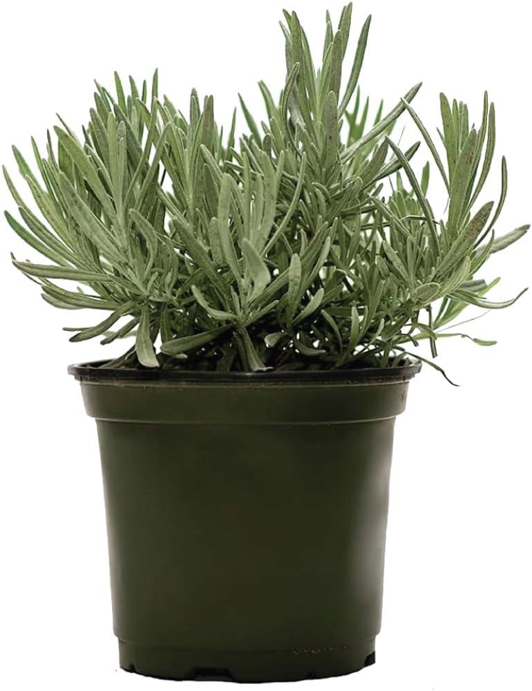 American Plant Exchange American Plant Exchange English Lavender, Live Aeromatic Plant, 6-Inch Pot, Flowering Houseplant Perfect for Windowsills