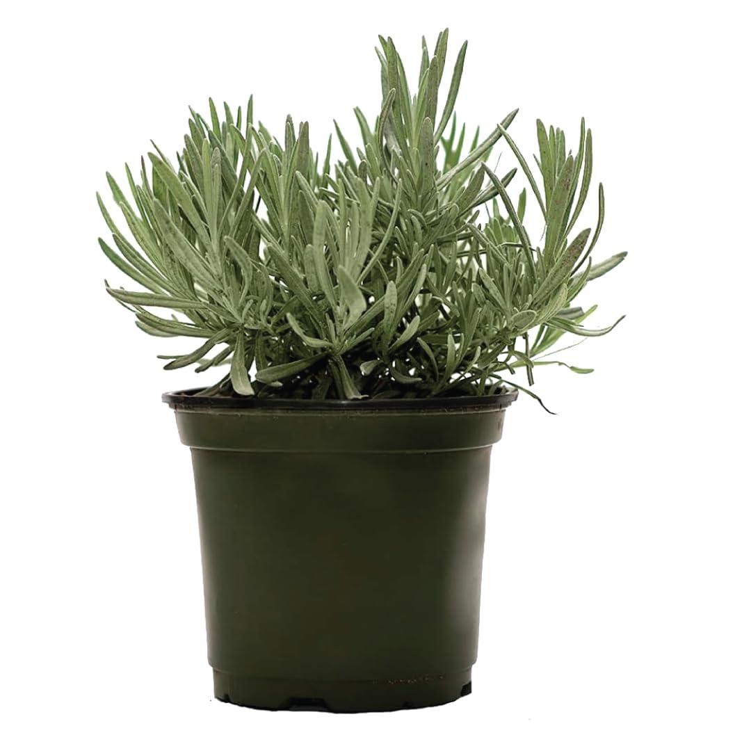 American Plant Exchange American Plant Exchange English Lavender, Live Aeromatic Plant, 6-Inch Pot, Flowering Houseplant Perfect for Windowsills