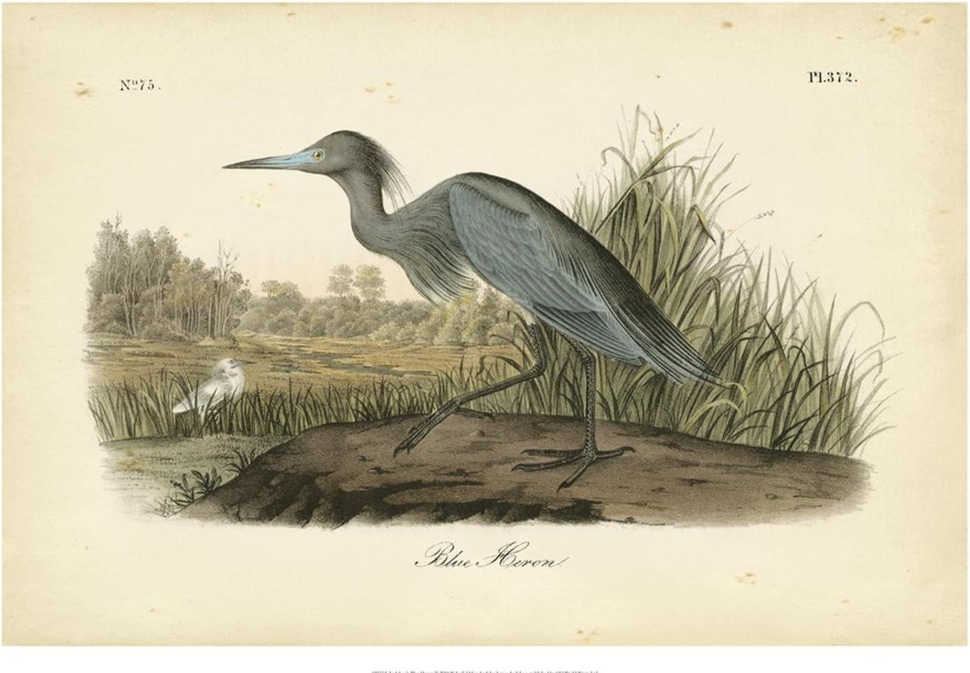 Art.com Audubon's Blue Heron Art Print by John James Audubon, 18" x 12"