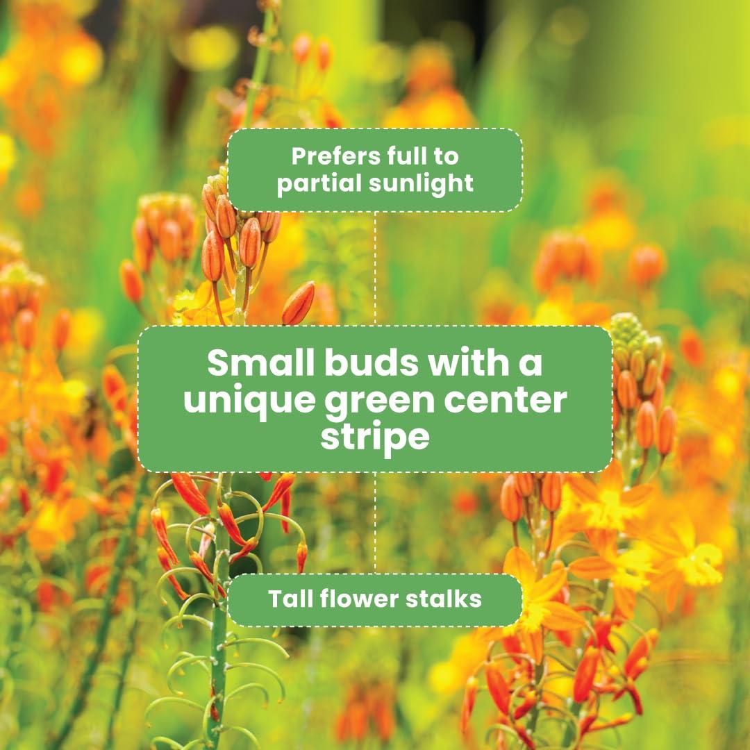 American Plant Exchange Live Orange Bulbine Landscape Plant, 6-Inch Pot