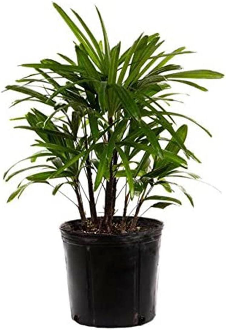 Rhapis Lady Palm in Blue Pot for Indoor and Outdoor Decor