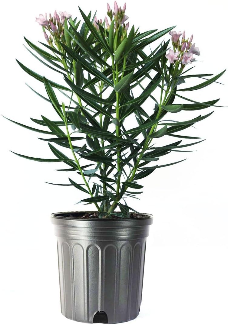 Petite Pink Dwarf Oleander Flowering Shrub in 10-Inch Pot