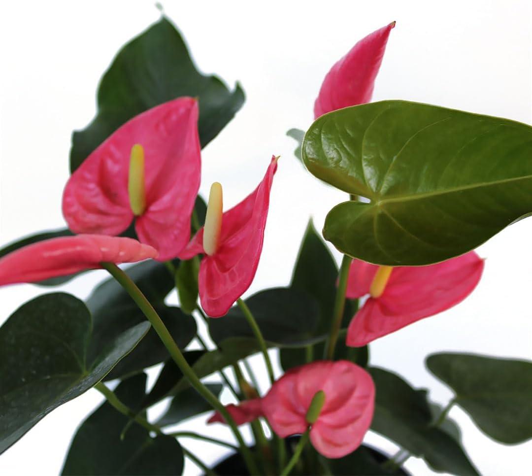 American Plant Exchange Pink or Peach Anthurium Flamingo Flower, 6-Inch Pot