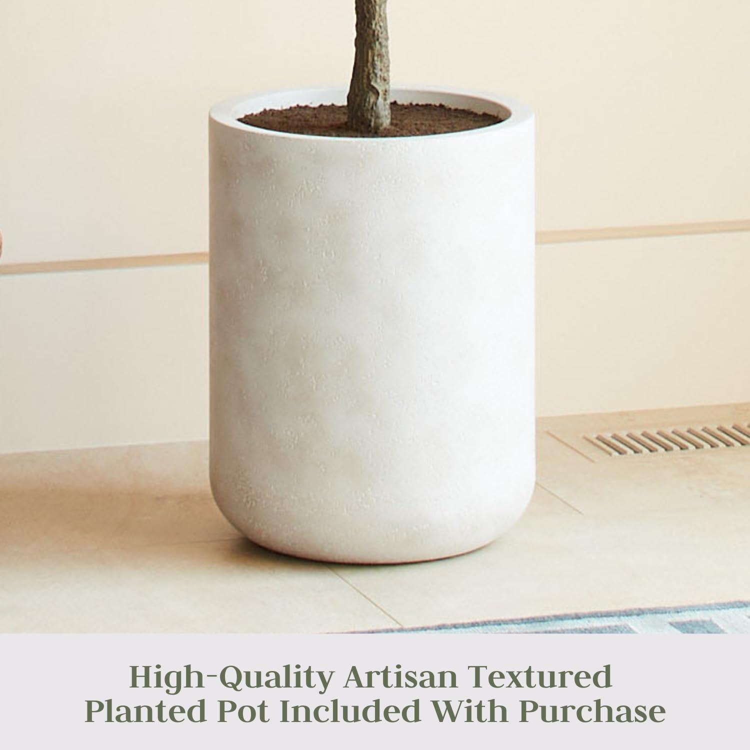 CG Hunter 7FT Olive Tree KD