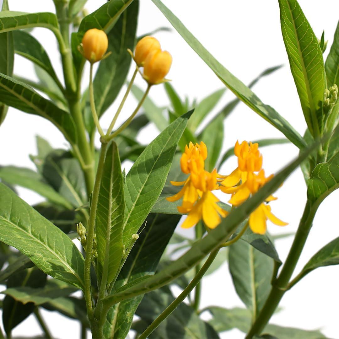 American Plant Exchange Live Flowering Yellow Milkweed, Asclepias tuberosa, 6-Inch Pot