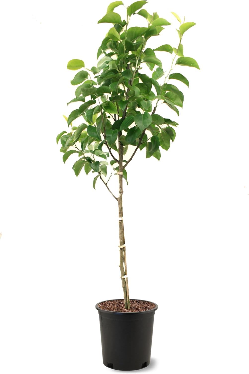 Shinseiki Pear Tree in 5-Gallon Pot with White Flowers