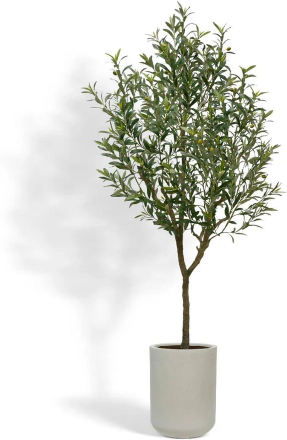CG Hunter 7FT Olive Tree KD