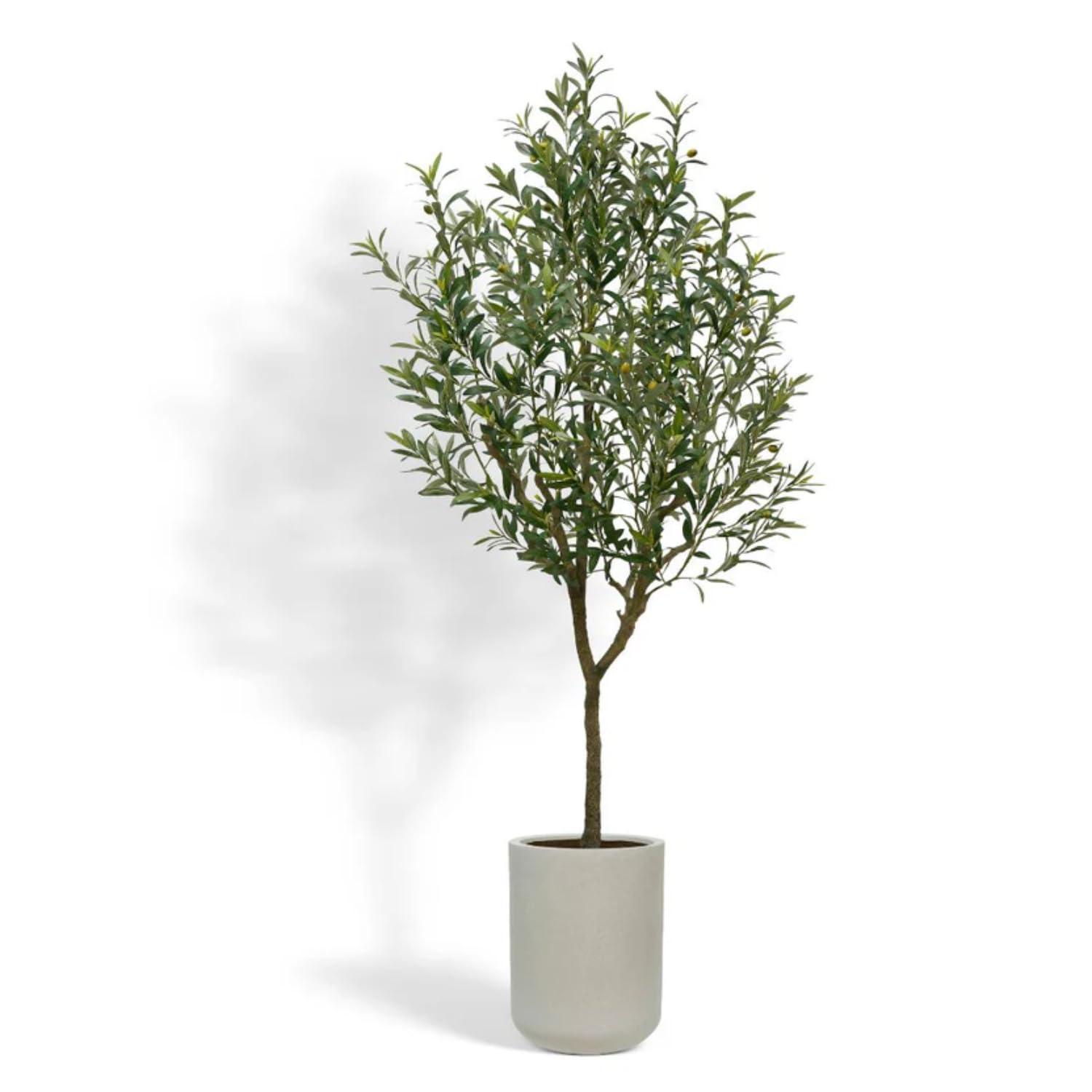 CG Hunter 7FT Olive Tree KD
