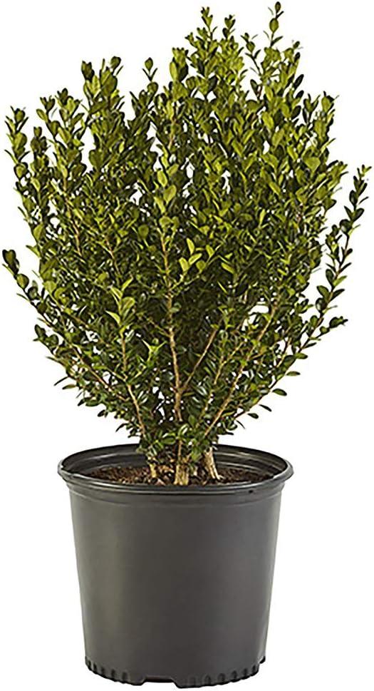 EverGreen Compact Boxwood Shrub, 48" Height, Dark Green