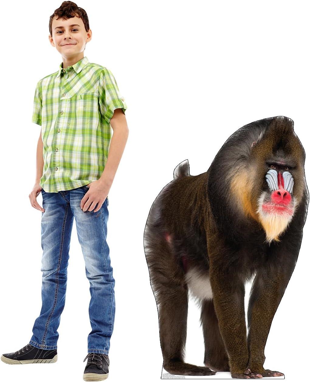 Advanced Graphics  43 x 27 in. Mandrill Life-Size Cardboard Cutout