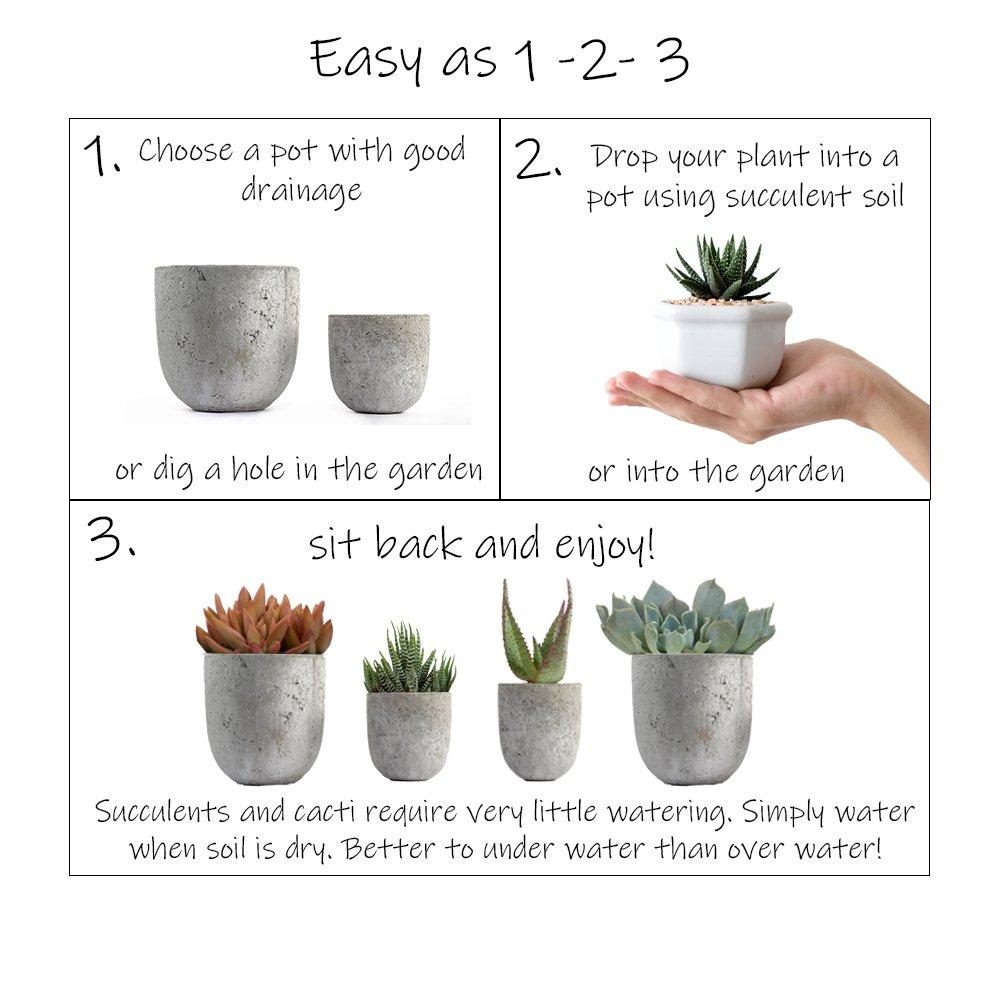 Altman Plants Live Cactus Plants 4-Pack - Succulent Plant - Full Sun - Live Plants - 2.5-Inch Pots