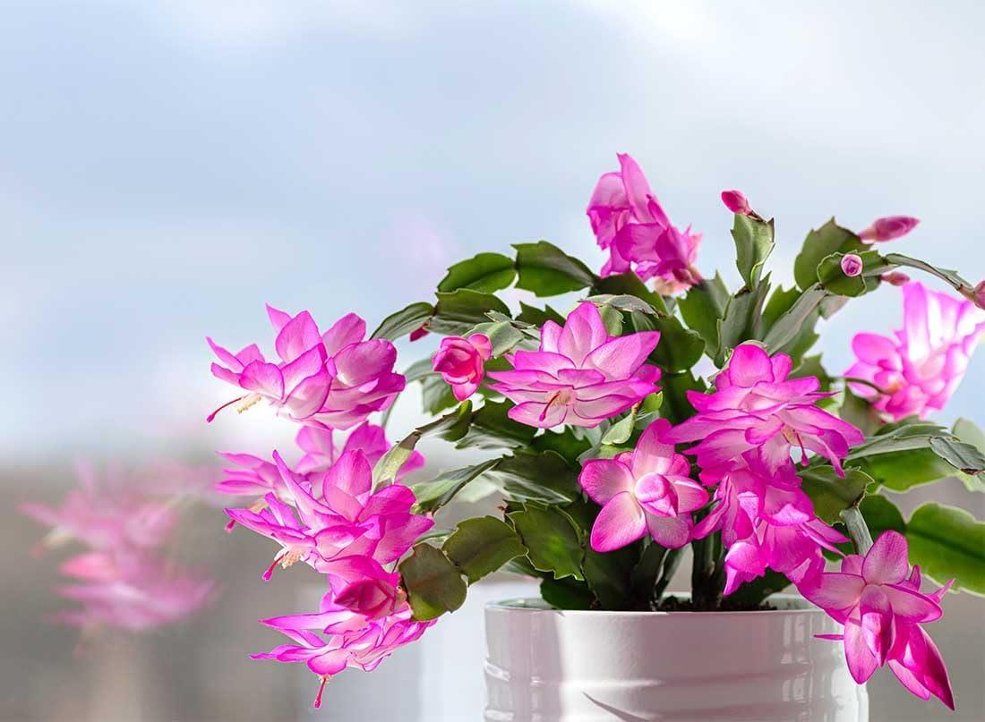 American Plant Exchange Live Flowering Christmas Cactus Plant, 4-Inch Pots, Bundles