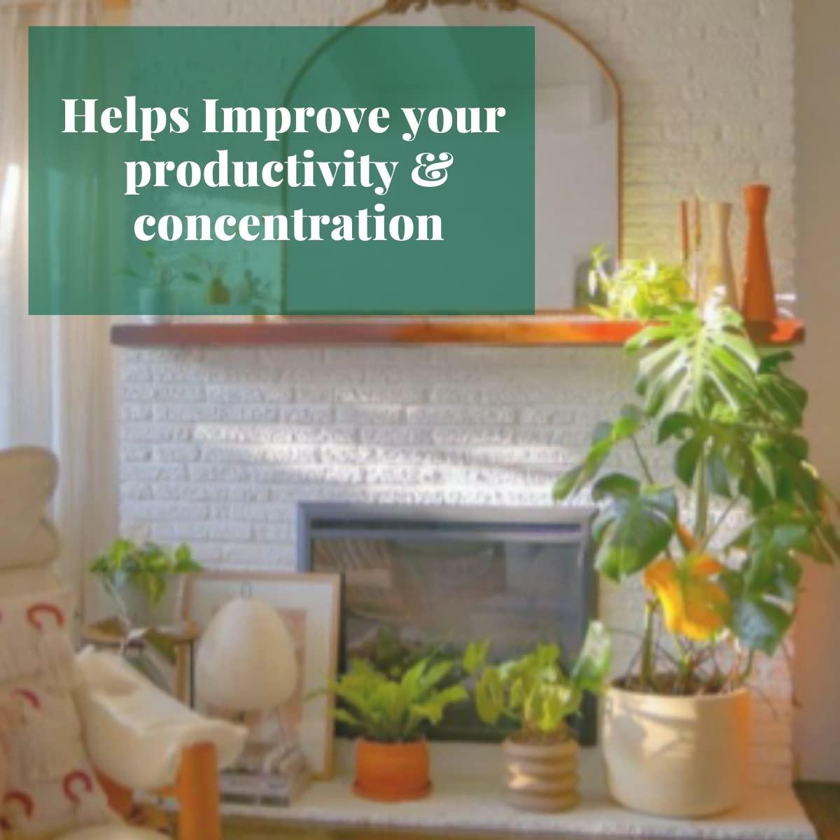 House Plant Shop | Dracaena 'Colorama' - 3" Pot | Live Indoor Plant | Free Care Guide