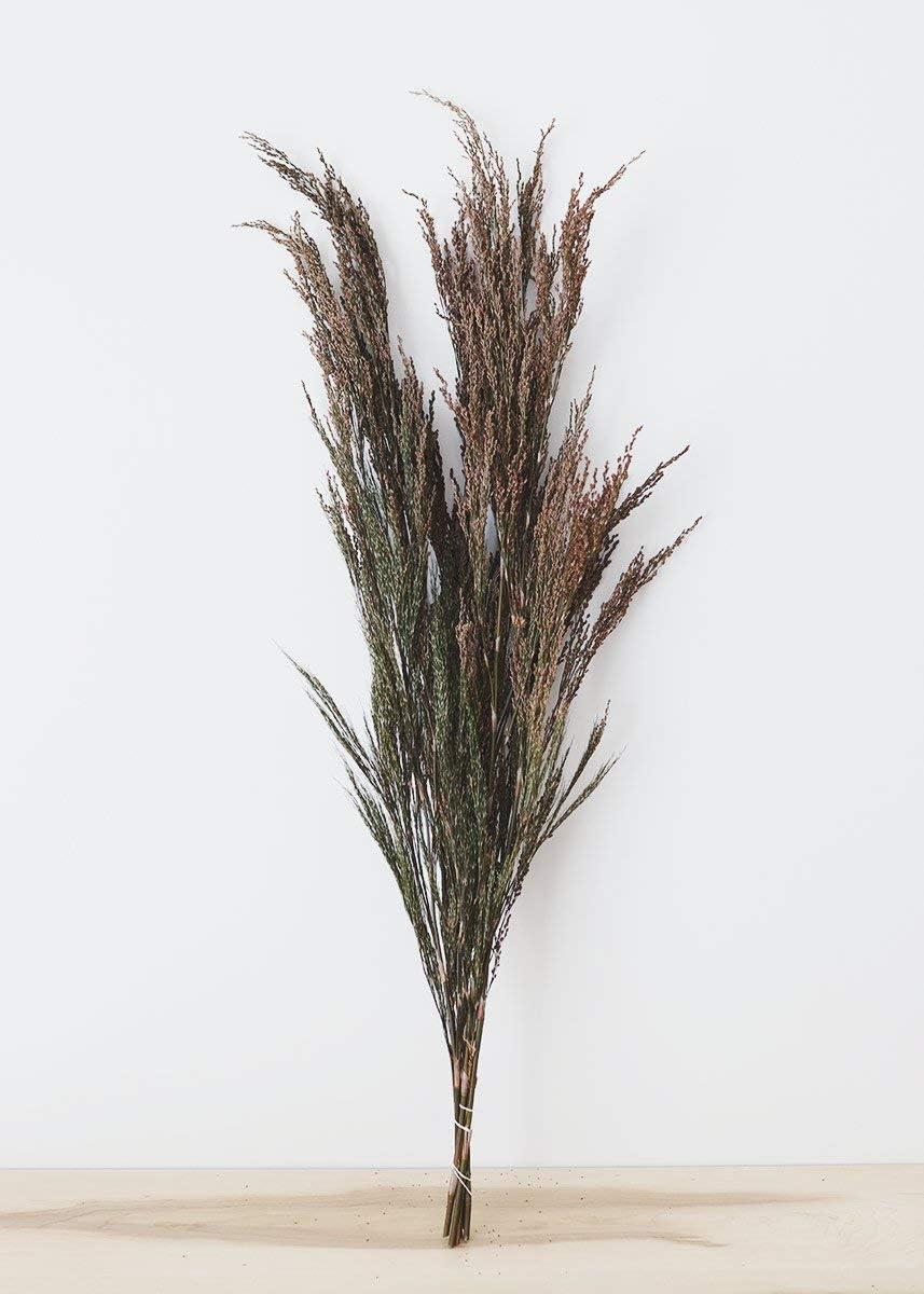 Vickerman 36-40" Green Reed Grass -Includes 8-9 oz per Bundle. Preserved