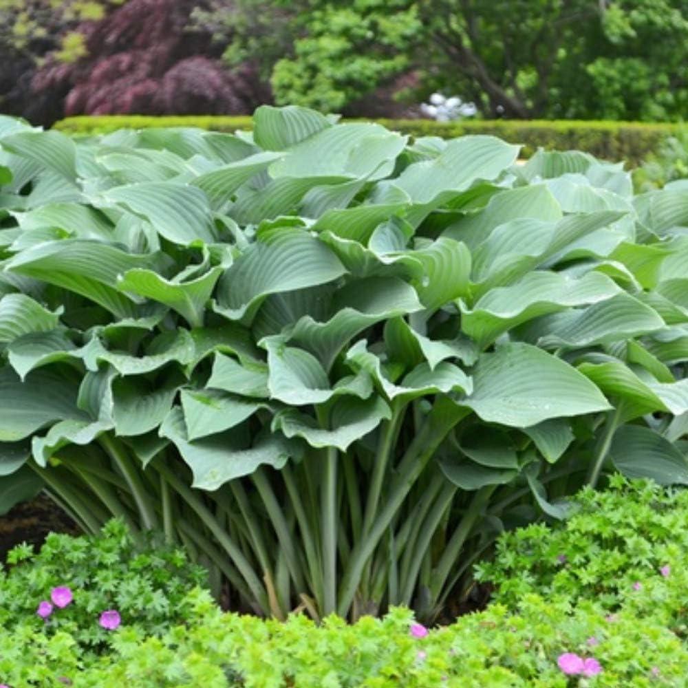 Touch of ECO Live Giant Green Hosta Mixed Plants - 3 Bare Roots - Hardy and Shade Tolerant Plants (Set of 3)